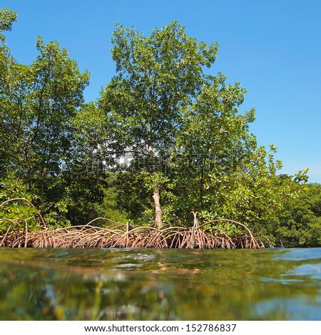 Mangrove trees view from the water surface, Bocas del Toro,Caribbean sea, Panama