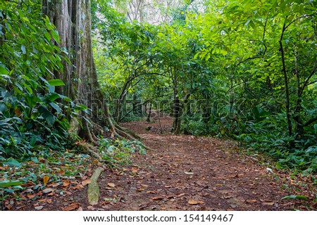 Path in the jungle of Panama, San Cristobal island, Bocas del Toro