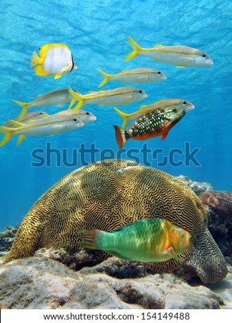 School of tropical fish above coral with water surface in background, Caribbean sea, Aruba