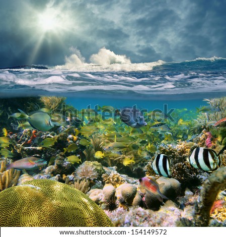 Over-under split view with wave crashing onto a reef, and beautiful coral with school of fish