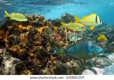 Undersea Colors In A Coral Reef With Colorful Fish, Caribbean Sea, Jamaica