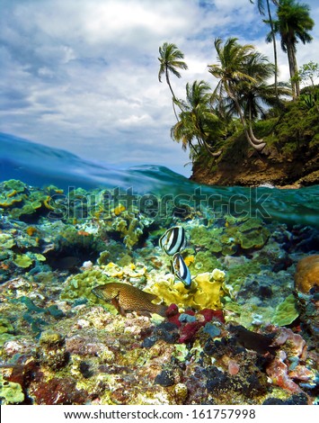 Surface and underwater view with colorful coral reef fish, coconut trees and cloudy sky, Caribbean sea