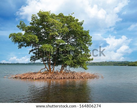 Mangrove islet in the archipelago of Bocas del Toro,Caribbean sea, Panama
