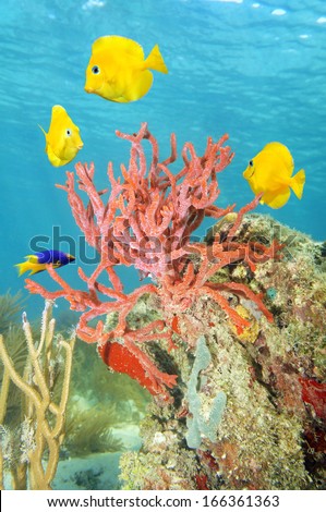 Underwater scene with Thin rope sponge, Clathria virgultosa, and colorful tropical fish, Caribbean sea