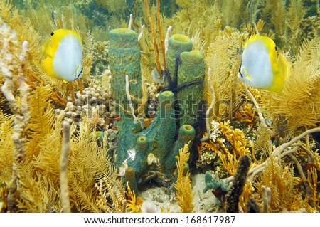 Underwater sea life Branching tube sponge in a coral garden with sponge brittle star and butterfly fish, Caribbean sea
