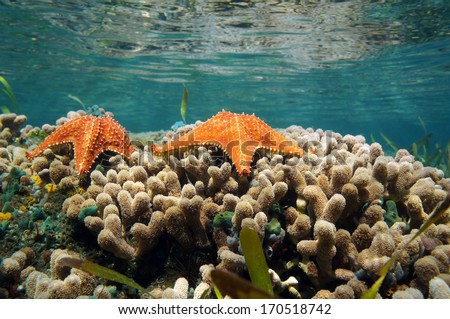 Underwater sea star over coral with water surface in background, Caribbean sea, Panama