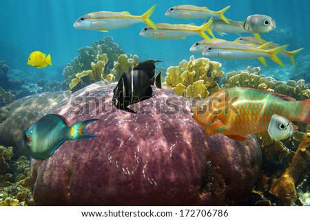 Colorful reef fish undersea with beautiful coral, Caribbean sea
