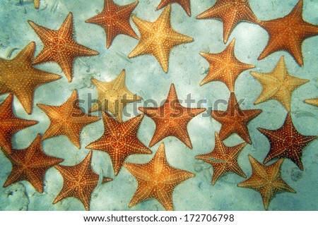 Sandy Seabed Covered By Cushion Starfish In The Caribbean Sea, Natural Scene