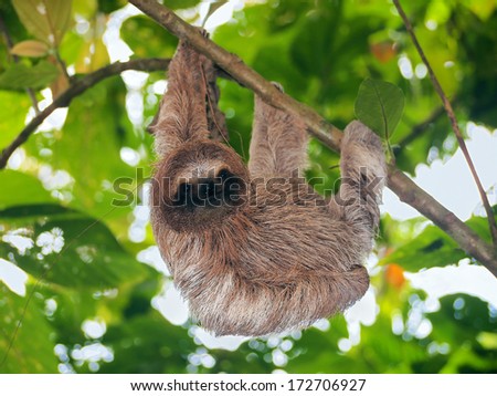 Young Brown Throated Sloth Hanging From A Branch In The Jungle, Bocas Del Toro, Panama, Central America