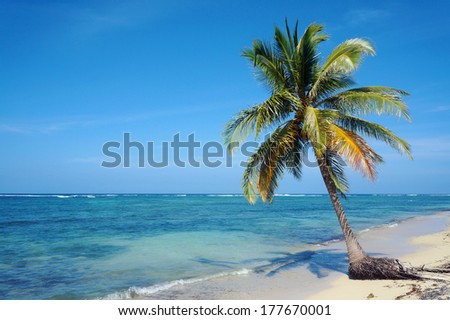 Coconut tree alone on a sandy beach with sea horizon and blue sky, Caribbean, Yucatan, Mexico
