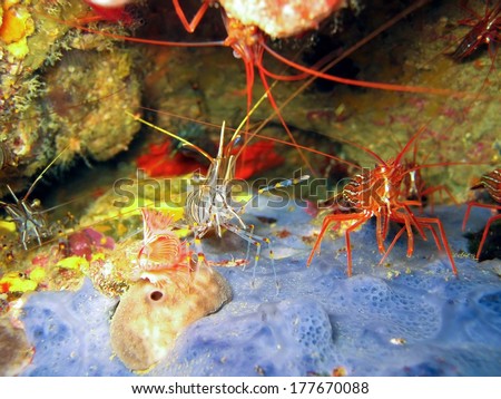 Brown shrimp and Monaco shrimp on blue sea sponge, Mediterranean sea, Azure coast, French riviera, Var, France