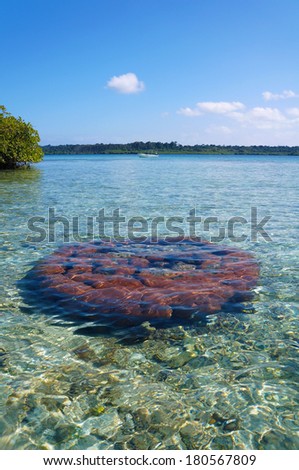 Massive starlet coral under water surface in the Caribbean sea, Bocas del Toro, Panama