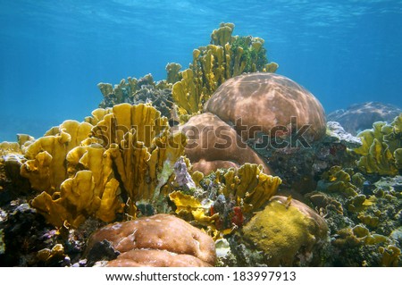 Underwater landscape in a thriving and colorful coral reef of the Caribbean sea