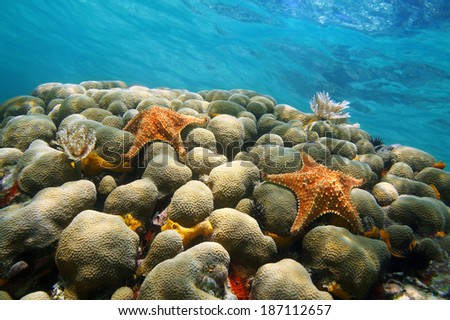 Underwater coral with two starfish and water surface in background, Caribbean sea