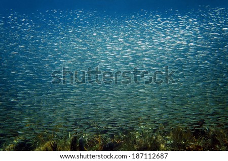 Large shoal of small fish swimming together, Caribbean sea, Bocas del Toro, Panama