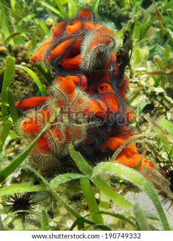 Fire sponge,Tedania ignis, covered by suenson\'s brittle stars, Caribbean sea