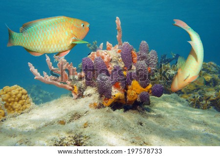 Underwater world with colorful tropical fish and sponges in the Caribbean sea