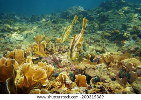 Pair of Orange filefish, Aluterus schoepfii, in a coral reef of the Caribbean sea, Panama