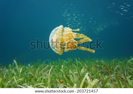 Golden medusa,Mastigias jellyfish, under water in the Caribbean sea, Bocas del Toro, Panama
