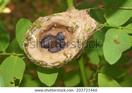 2 days old baby Rufous-tailed hummingbird in the nest, Costa Rica, Central America