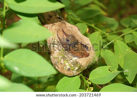 Baby Rufous-tailed hummingbird in the nest, 2 weeks old, Costa Rica, Central America