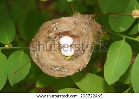 Hummingbird nest with two eggs viewed from above, Costa Rica, Central America