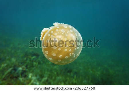 Golden medusa, Mastigias jellyfish in the Caribbean sea, Panama, Central America