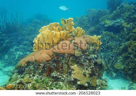 underwater landscape in a coral reef of the Caribbean sea, Mexico, Yucatan