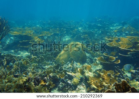 underwater scenery in an healthy coral reef of the Caribbean sea