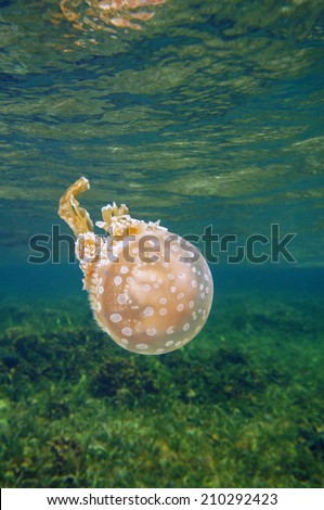 Spotted jelly, Mastigias jellyfish, underwater close to surface, Caribbean sea, Bocas del Toro, Panama