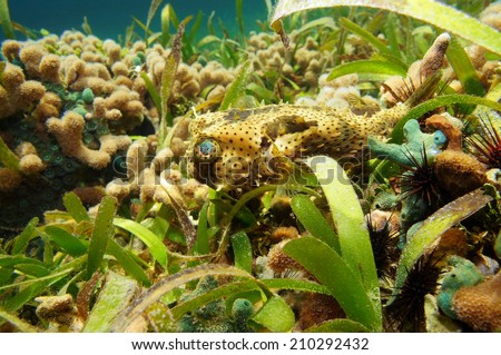 Bridled Burrfish, Chilomycterus antennatus, underwater in a coral reef of the Caribbean sea