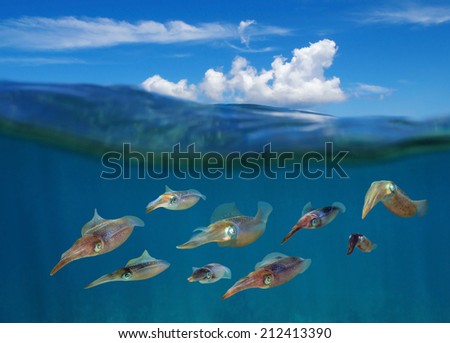 over under split view of squids underwater with cloud and blue sky above sea surface