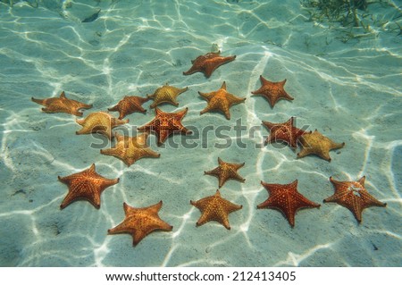 many cushion sea star on sand underwater in the Caribbean sea, Bocas del Toro, Panama, Central America