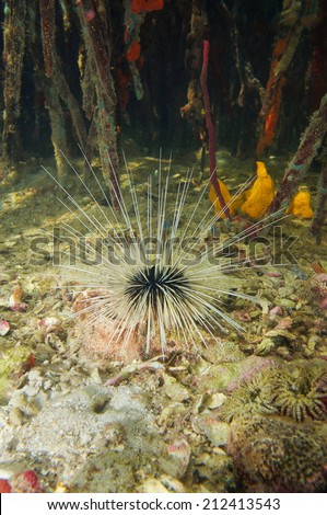 Long spined sea urchin underwater in the mangrove, Caribbean, Panama