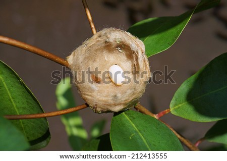 nest of hummingbird with one egg, Costa Rica, Central America