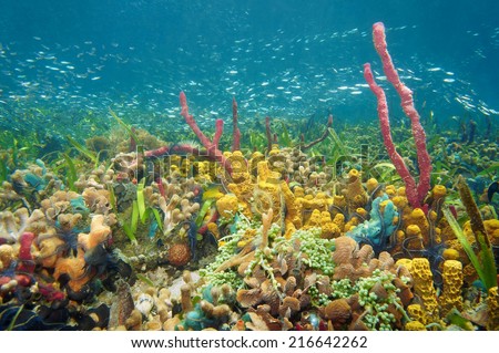 thriving and colorful underwater life with sea sponges, corals and shoal of small fish, Caribbean sea, Colombia