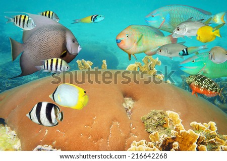 tropical underwater life with colorful school of reef fish and coral