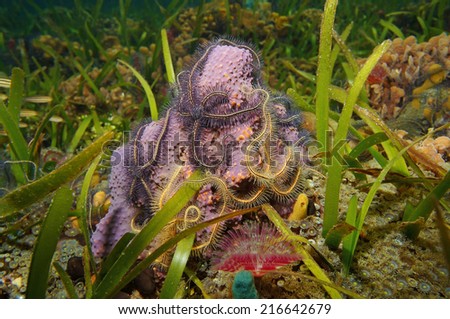 underwater creatures with branching tube sponge covered by suenson\'s brittle star in the Caribbean sea