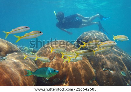 underwater scene with man snorkeling in a coral reef and looking school of fish in the Caribbean sea