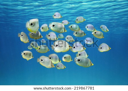 School of tropical fish, Four-eyed Butterflyfish under water surface, Caribbean sea
