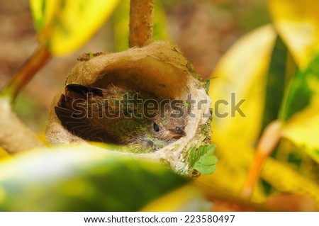 Baby hummingbird of Rufous tailed in nest, Costa Rica, Central America