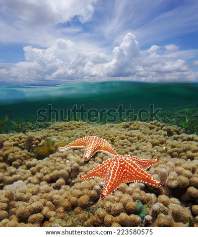 Over and under water surface of the Caribbean sea with starfish on coral reef and split by waterline a cloudy blue sky