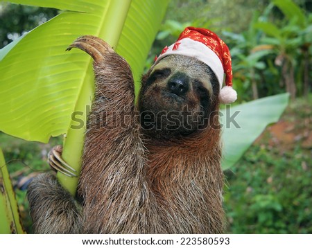 Christmas animal, portrait of a sloth wearing a santa hat, Costa Rica