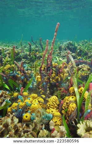 Colorful underwater life on shallow seabed of the Caribbean sea with sponges and brittle stars