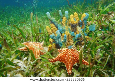 Underwater life with colorful sponges and starfish surrounded by seagrass in the Caribbean sea