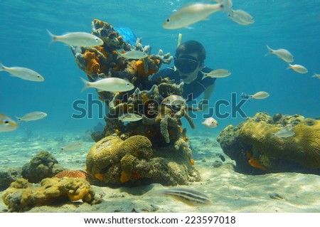 Underwater scene with snorkeler looking strange forms of sea life, Caribbean sea