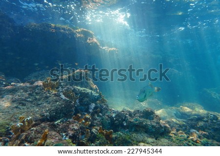 Rays of light underwater through the water surface viewed from the seabed on a reef with fish, Caribbean sea, natural scene