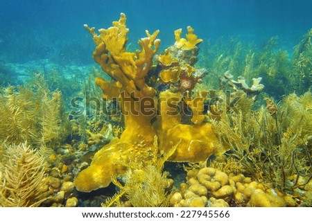 Underwater reef of the Caribbean sea with strange forms of Elkhorn coral