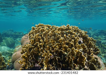 Bladed fire coral with small fish in a reef and ripples of underwater surface, Caribbean sea, Panama