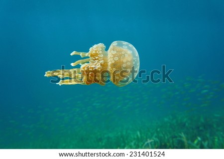 Mastigias jellyfish, invasive specie in the Caribbean sea, Bocas del Toro, Panama